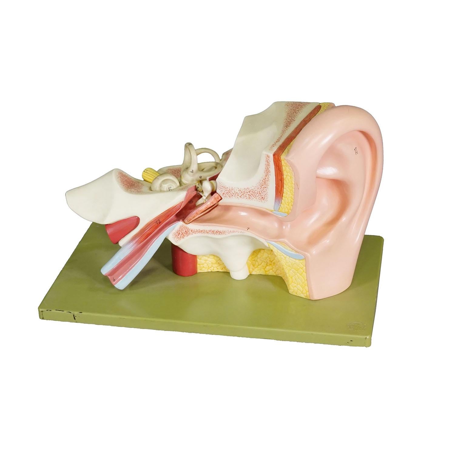 Vintage Teaching Aid Model of an Ear - Somso ca. 1970

Une maquette d'oreille pliée d'époque. Utilisé comme matériel pédagogique dans les écoles allemandes vers 1960. Fabriqué en bois et en plastique par Somso, Allemagne.

Artfour est une société