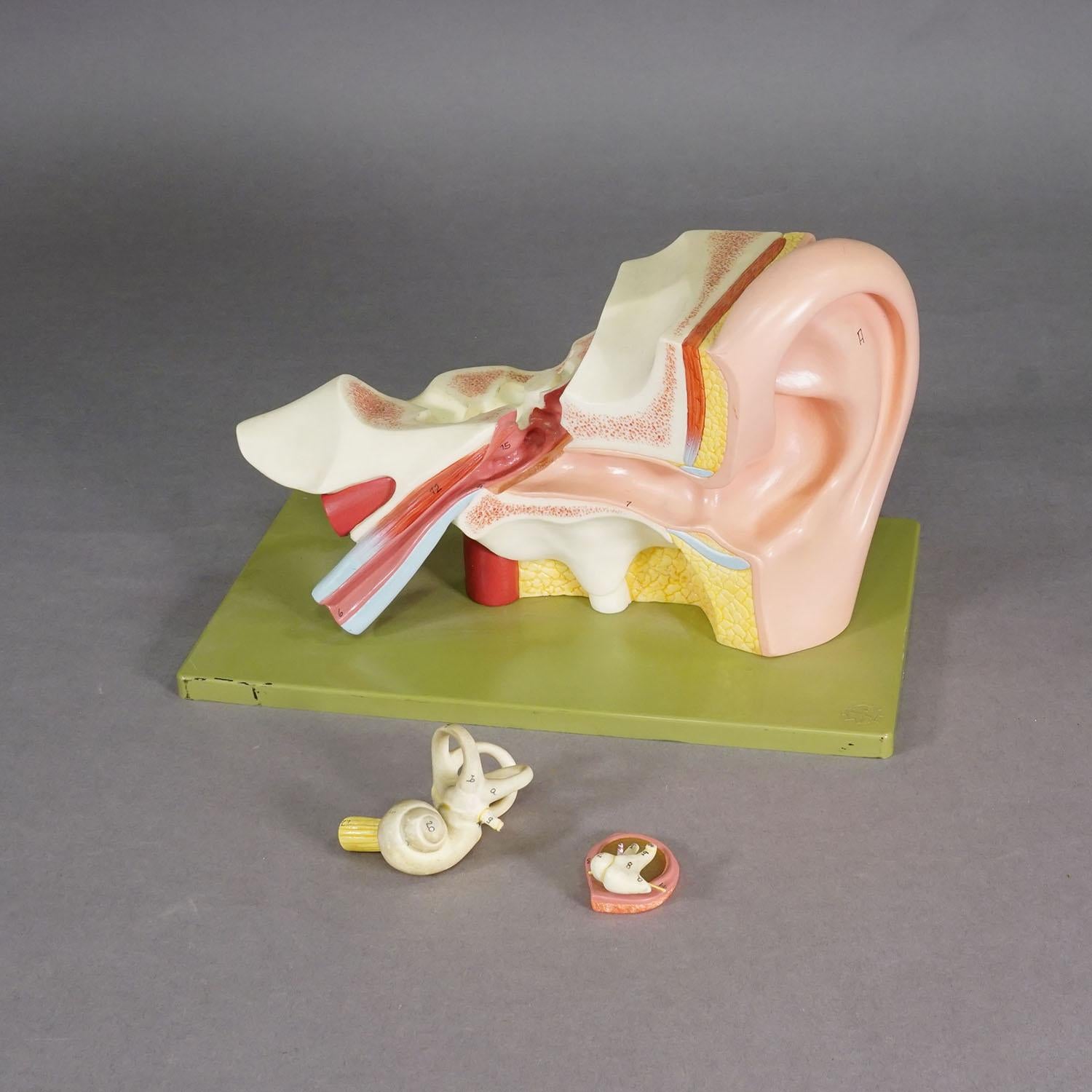 Mid-Century Modern Vintage Teaching Aid Model of an Ear - Somso ca. 1970 en vente