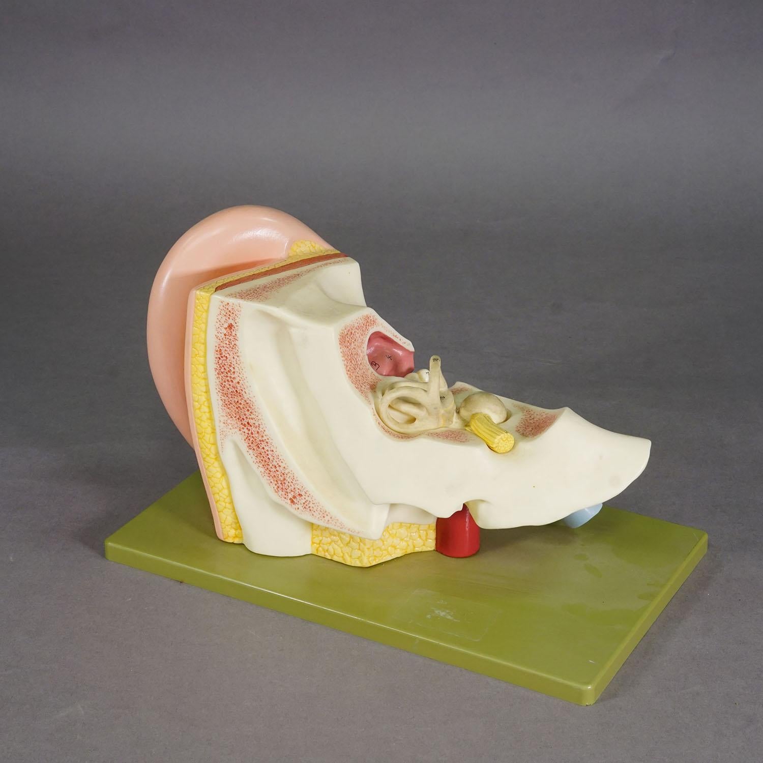 Vintage Teaching Aid Model of an Ear - Somso ca. 1970 Bon état - En vente à Berghuelen, DE