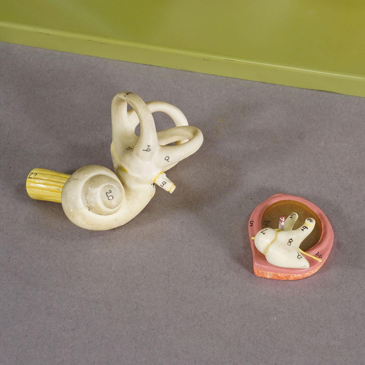 Fin du 20e siècle Vintage Teaching Aid Model of an Ear - Somso ca. 1970 en vente