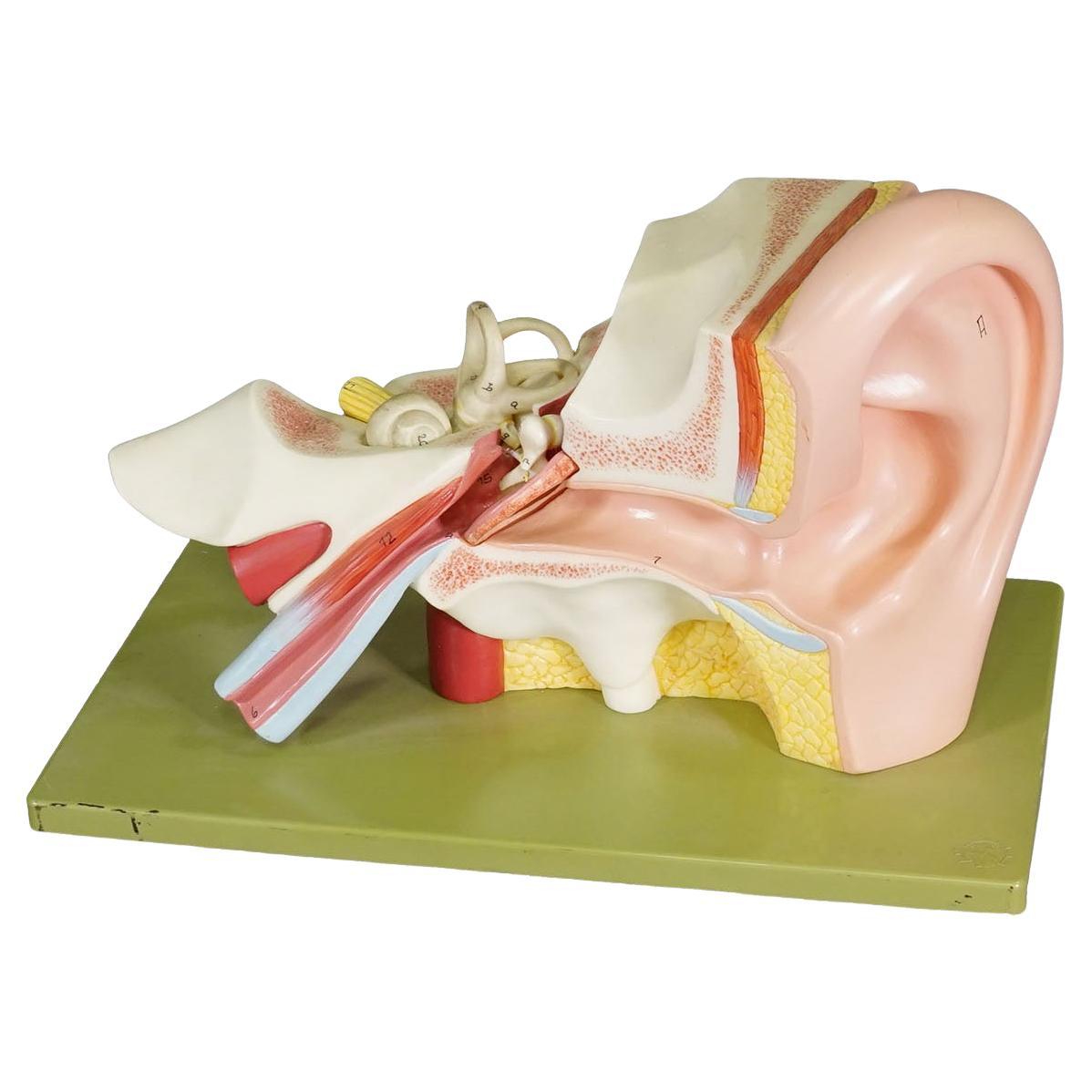 Vintage Teaching Aid Model of an Ear - Somso ca. 1970
