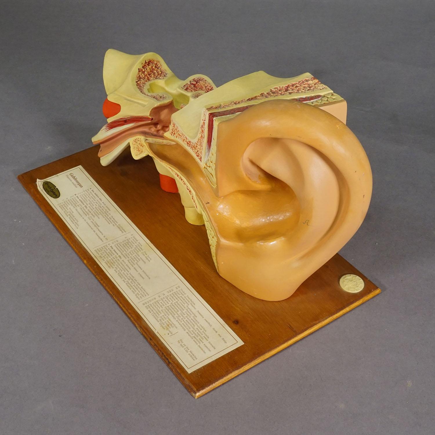 Vintage Teaching Aid Model of an Ear - Somso (Eydam) ca. 1950

Modèle d'oreille en Foldes. Utilisé comme matériel pédagogique dans les écoles allemandes vers 1950. Fabriqué en bois et en plâtre par Somso, Allemagne.

Artfour est une société