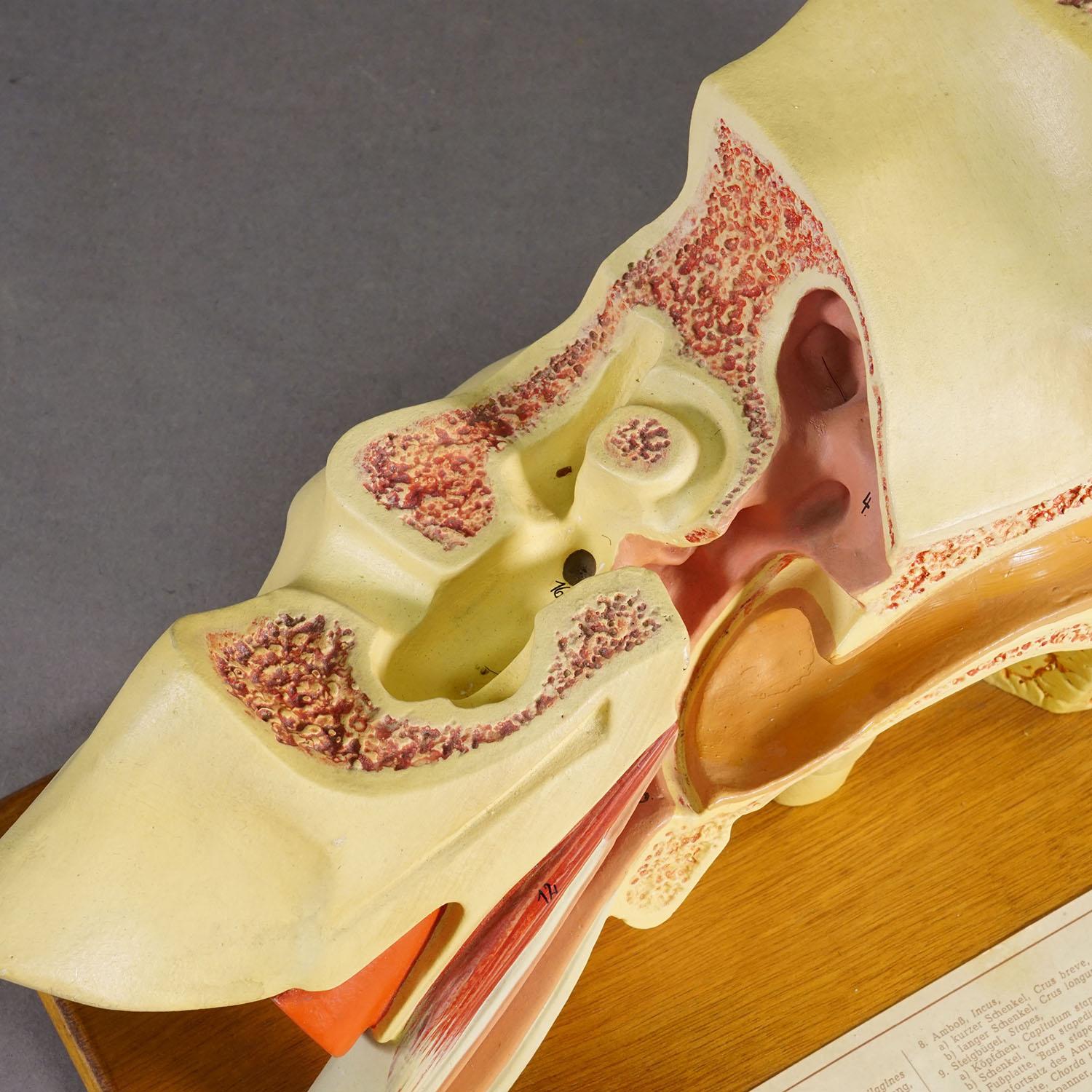 Allemand Vintage Teaching Aid Model of an Ear - Somso (Eydam) ca. 1950 en vente