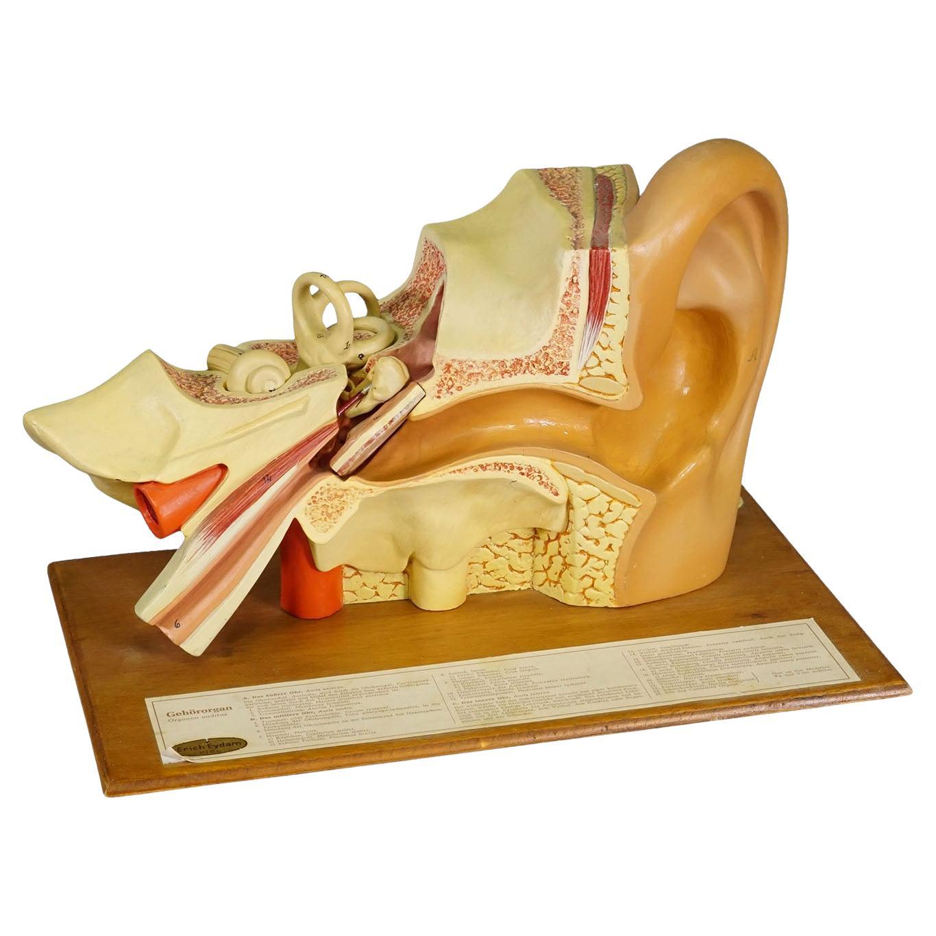 Vintage Teaching Aid Model of an Ear - Somso (Eydam) ca. 1950