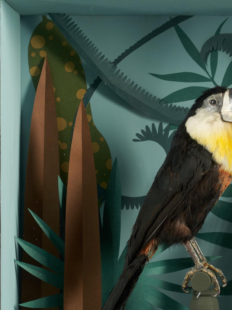 Vintage Toucans Taxidermy Selection in Designer Display Cases For Sale at 1stDibs