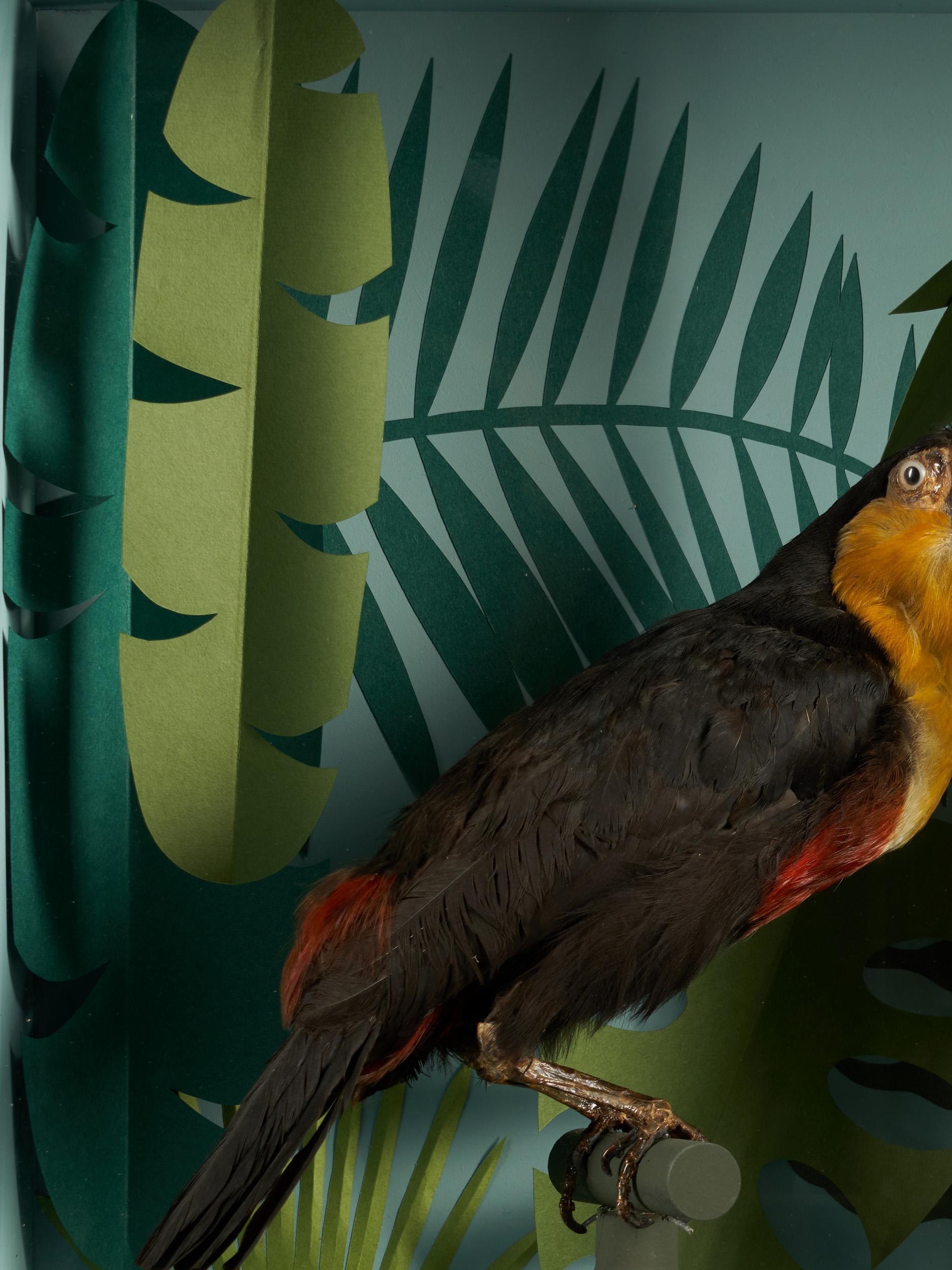 taxidermy toucan