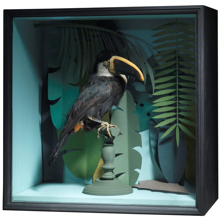 Vintage Toucans Taxidermy Selection in Designer Display Cases For Sale at 1stDibs