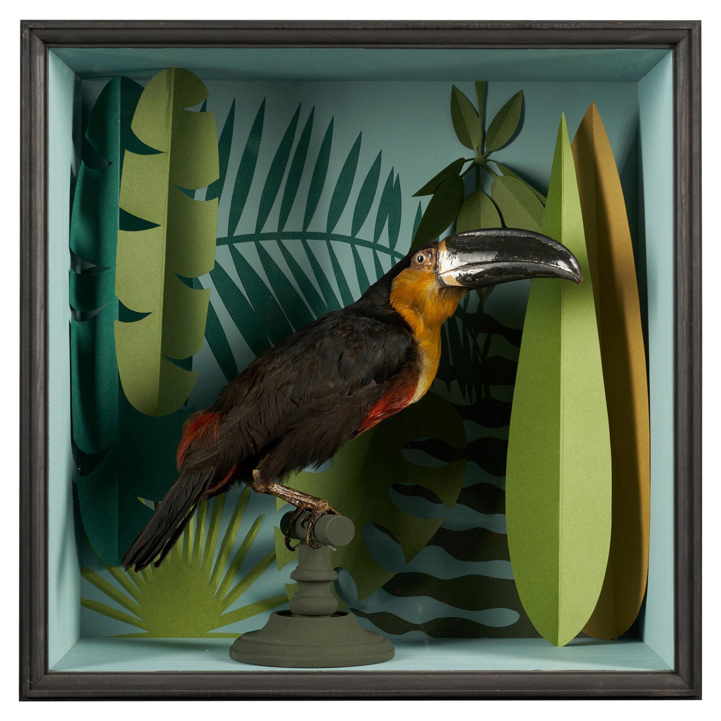 Vintage Toucans Taxidermy Selection in Designer Display Cases