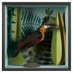 Toucans - Sélection de taxidermie vintage dans des vitrines de créateurs