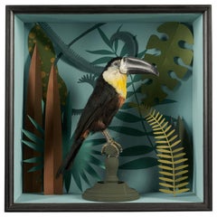 Vintage Toucans Taxidermy Selection in Designer Display Cases