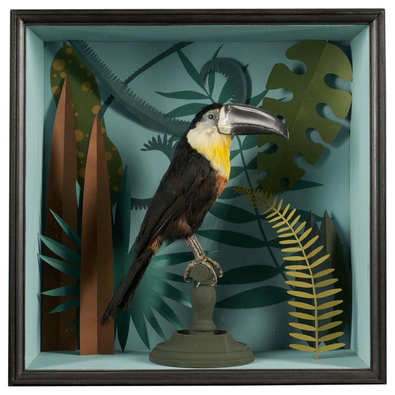 Vintage Toucans Taxidermy Selection in Designer Display Cases For Sale at 1stDibs