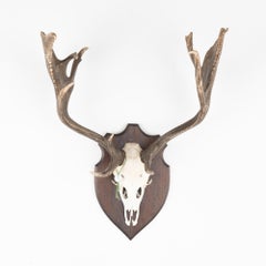 Vintage Trophy Antler on Oak Mount, circa 1950