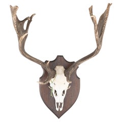 Vintage Trophy Antler on Oak Mount, circa 1950