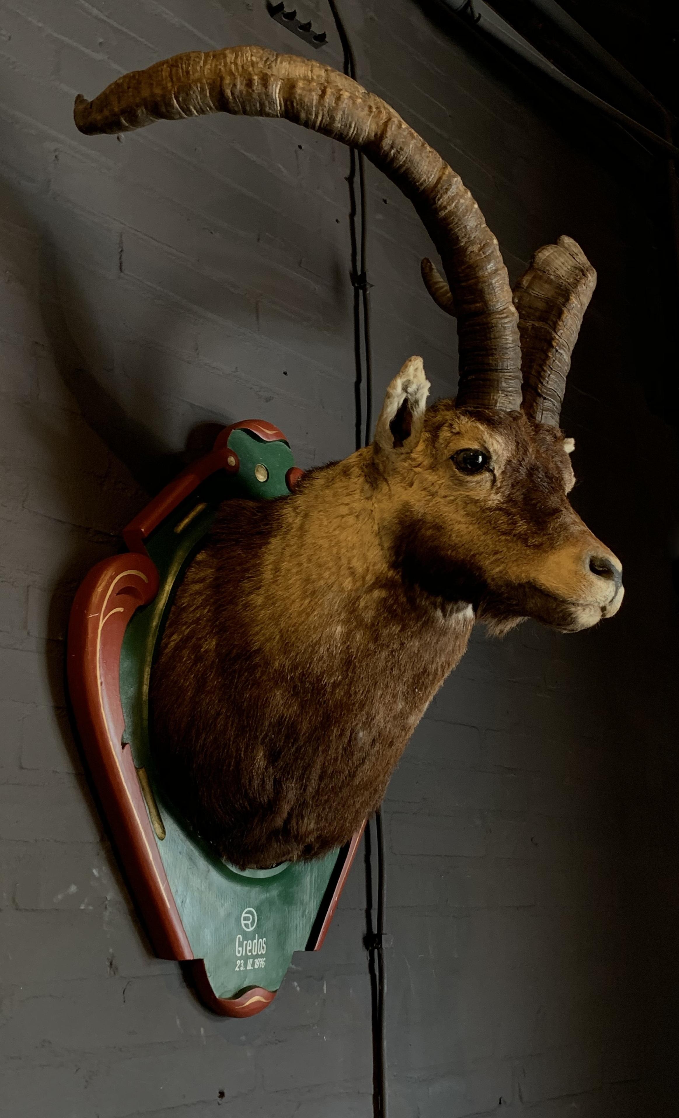 Rare, Vintage trophy head of a Spanish ibex. The taxidermy Ibex is mounted on a handmade wooden plaque.
A real eyecatcher for your Alpine Chalet.