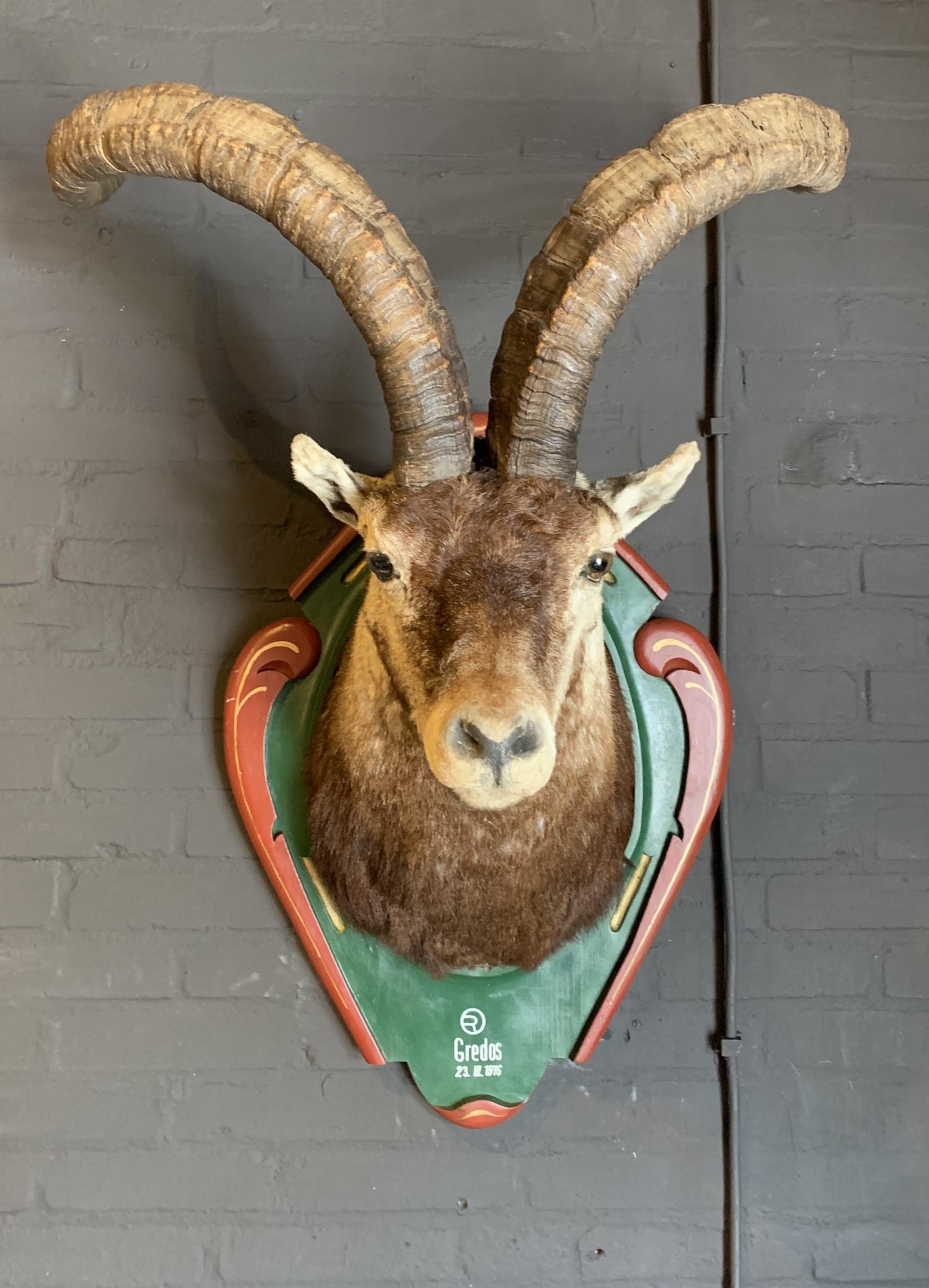Vintage Trophy Head of a Spanish Ibex In Good Condition In Eindhoven, NL