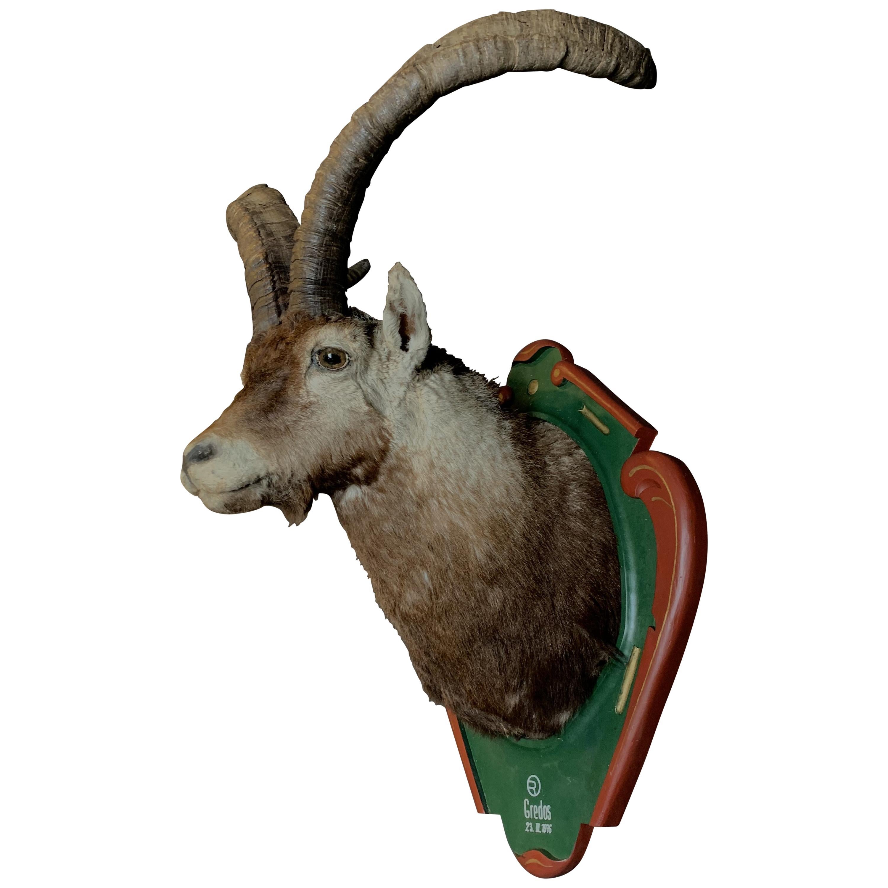 Vintage Trophy Head of a Spanish Ibex