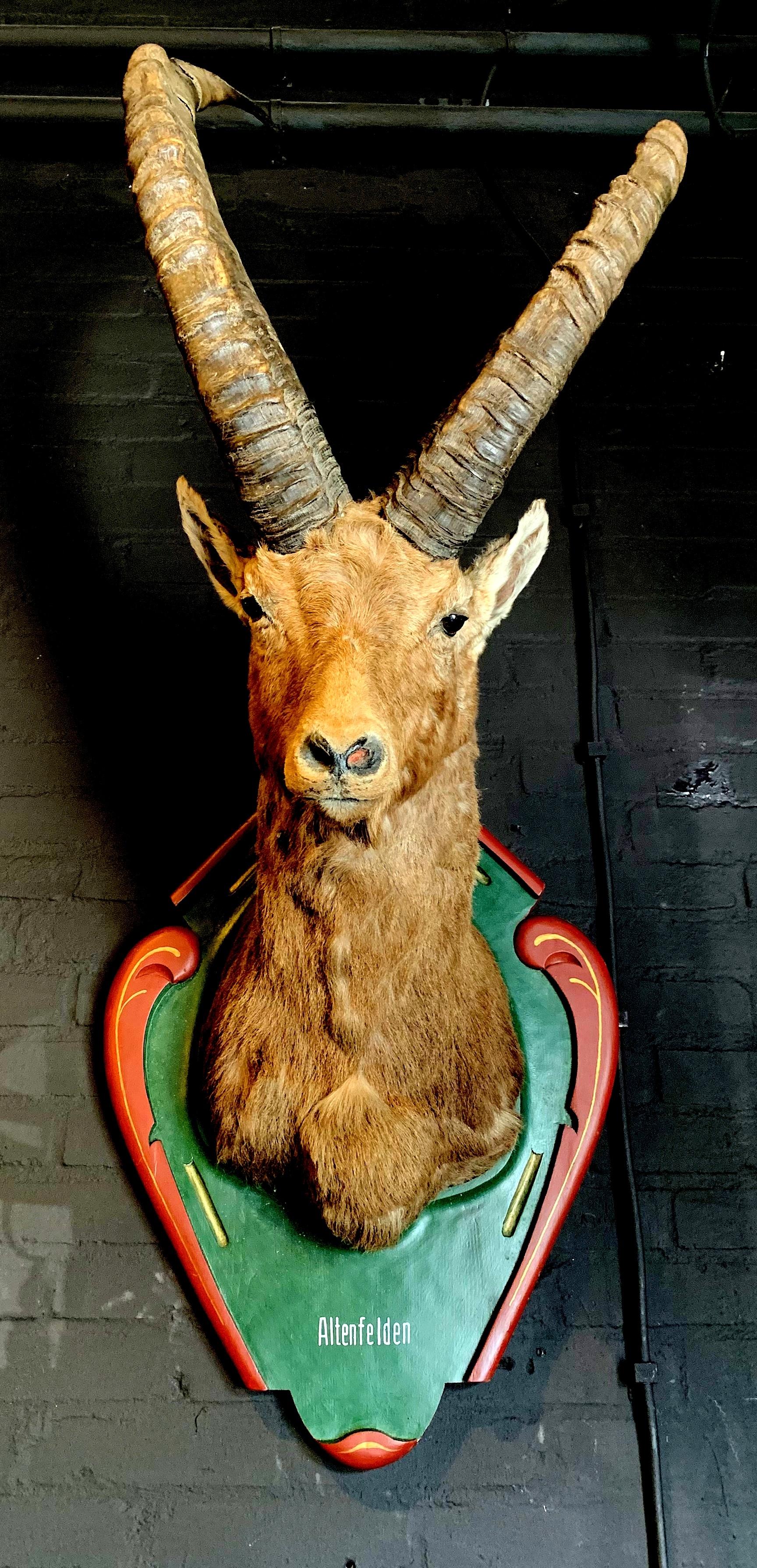 Rare, vintage trophy head of an Alpine ibex. The taxidermy Ibex is mounted on a handmade wooden plaque.
A real eye-catcher for your Alpine Chalet.