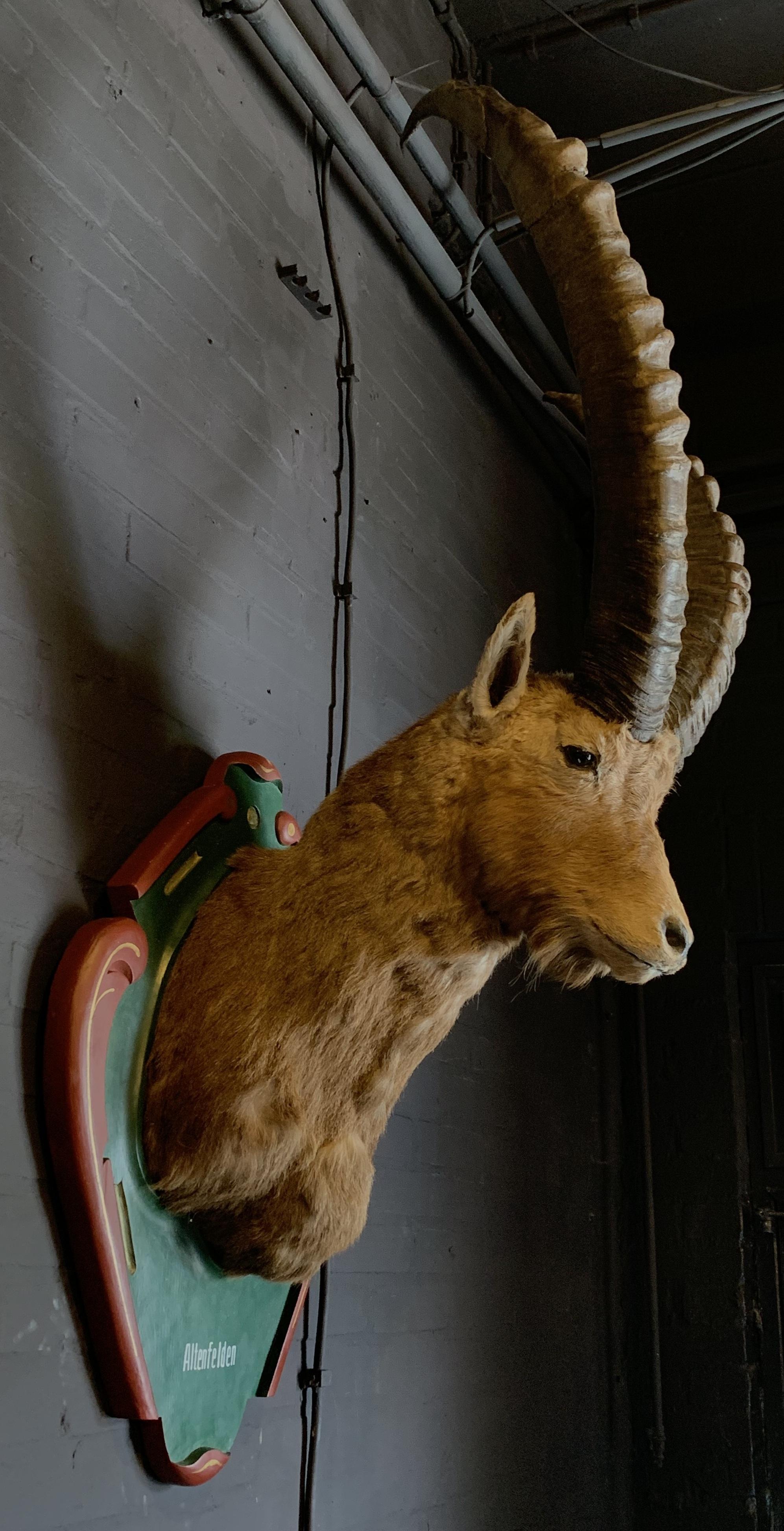 Vintage Trophy Head of an Alpine Ibex In Good Condition In Eindhoven, NL
