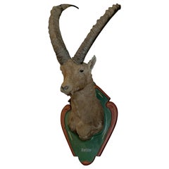 Vintage Trophy Head of an Alpine Ibex
