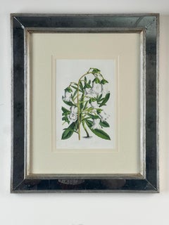 Vintage Trowbridge Custom Framed Botanical Print “Campanula Vidalii” after Louis