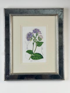 Vintage Trowbridge Custom Framed Botanical Print “Cosmanthus grandiflorus”