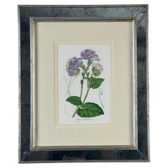 Vintage Trowbridge Custom Framed Botanical Print “Cosmanthus grandiflorus”