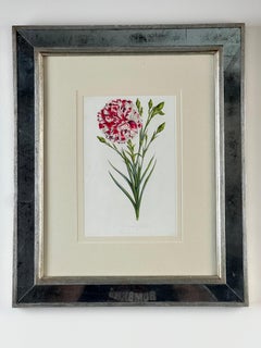 Vintage Trowbridge Custom Framed Botanical Print “Dianthus caryophyllus” After L