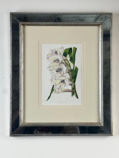 Vintage Trowbridge Custom Framed Botanical Print “Gladiolus × willmoreanus”