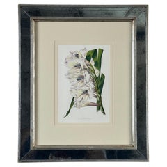 Vintage Trowbridge Custom Framed Botanical Print “Gladiolus × willmoreanus”