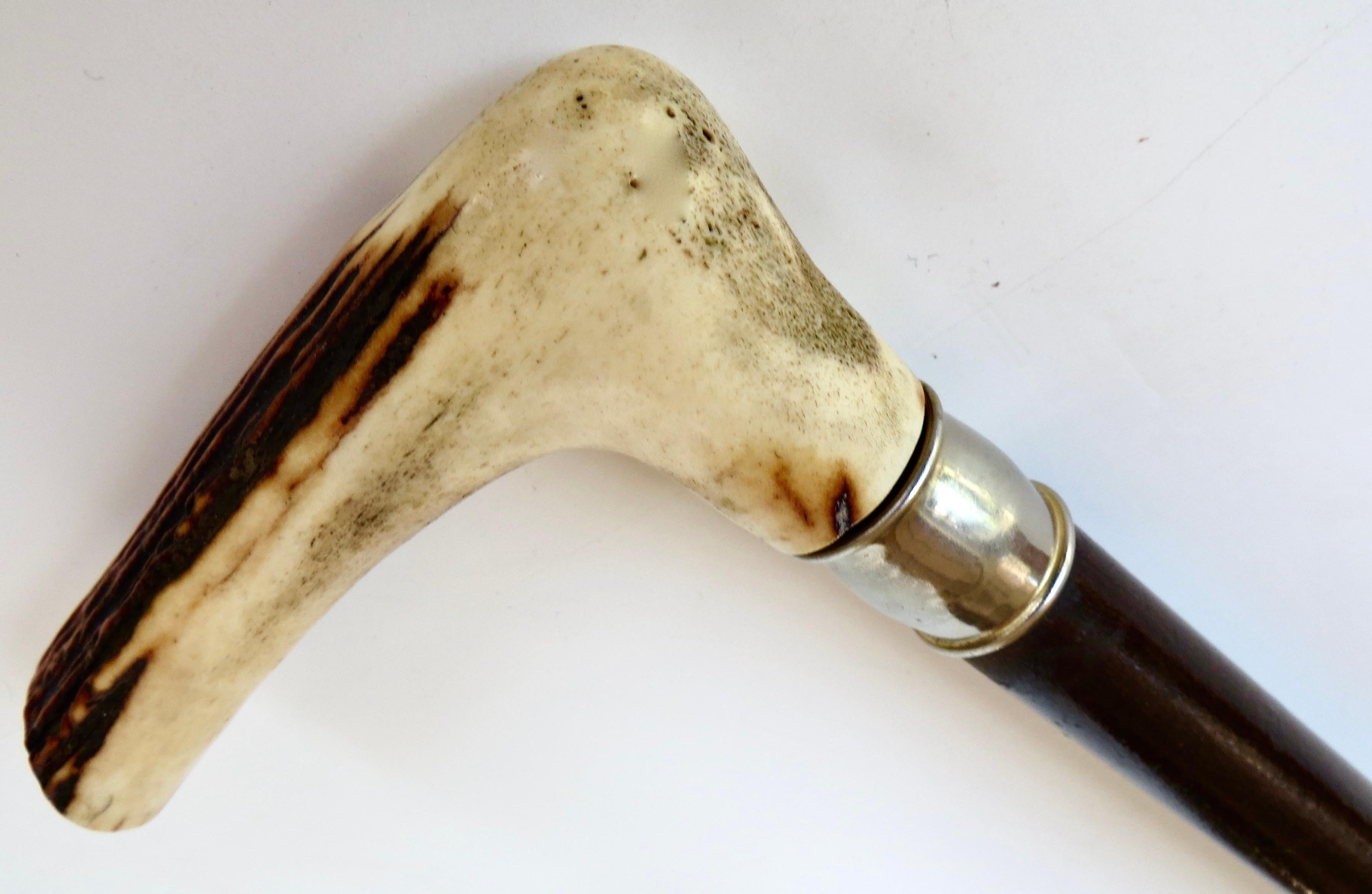 Vintage Turn of The Century Hirsch Horn Griff American Walking Stick CIRCA 1900 (amerikanisch) im Angebot