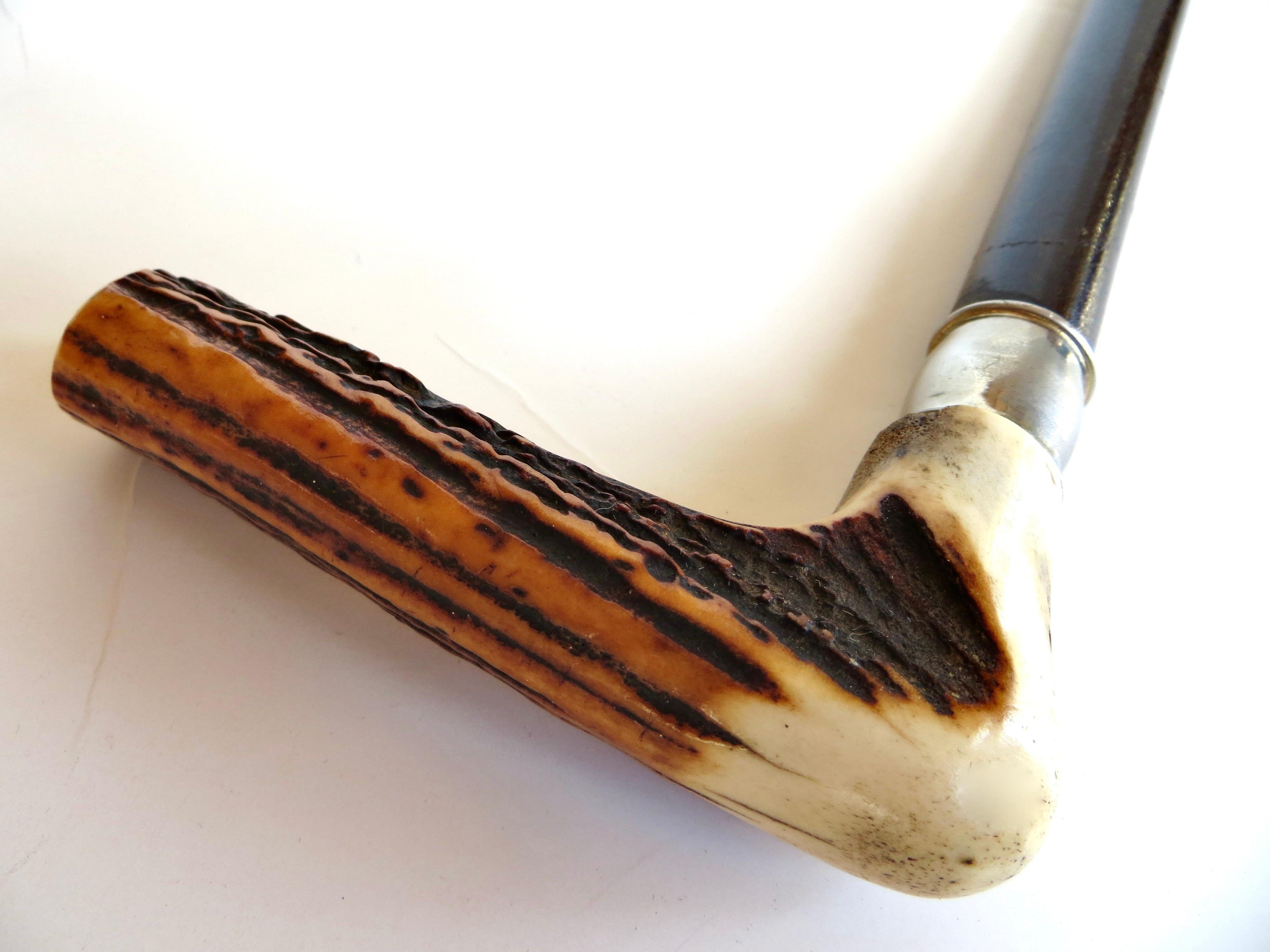 Vintage Turn of The Century Hirsch Horn Griff American Walking Stick CIRCA 1900 (Handgeschnitzt) im Angebot