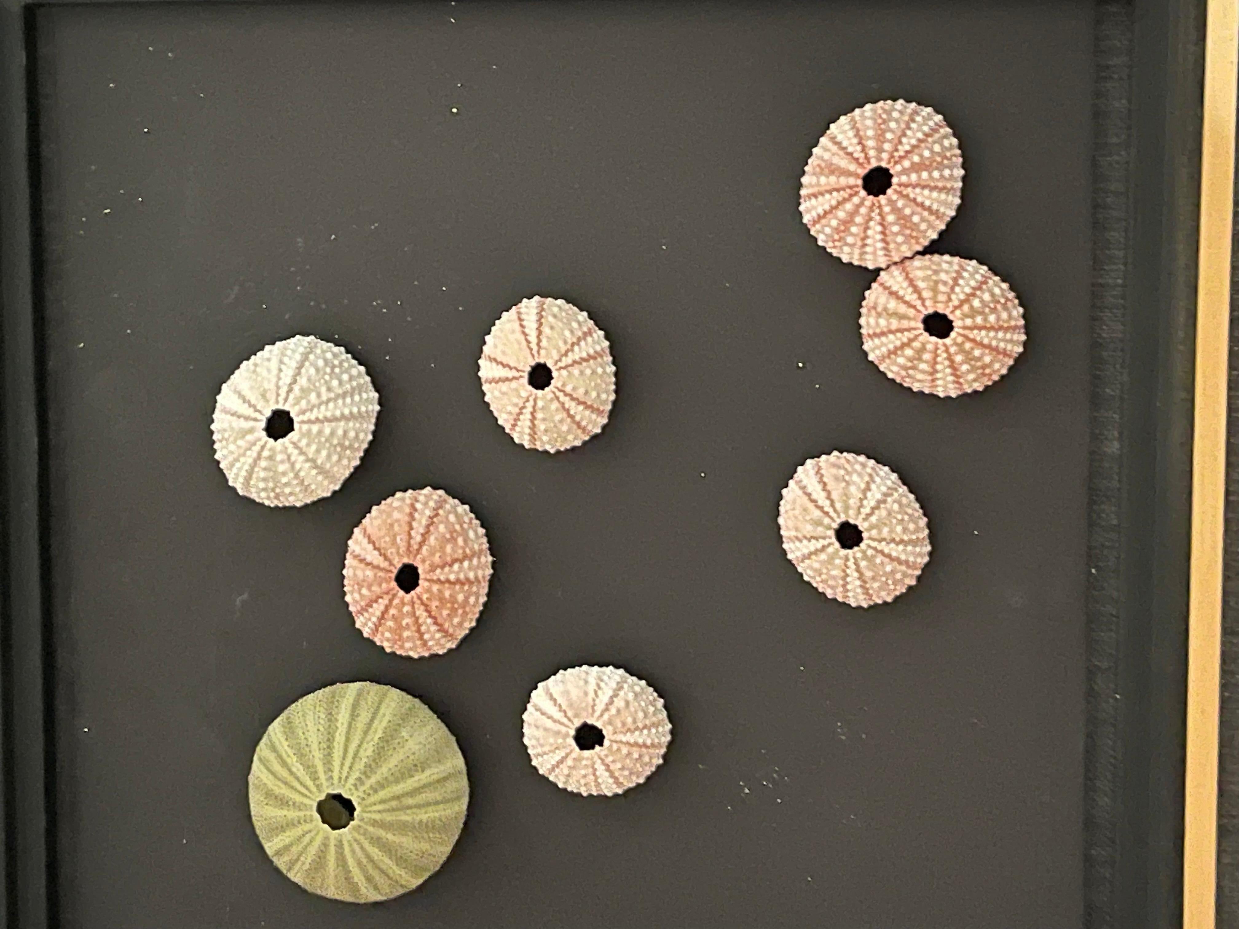 Arte de pared de instalación de conchas de mar con erizos vintage Moderno orgánico en venta