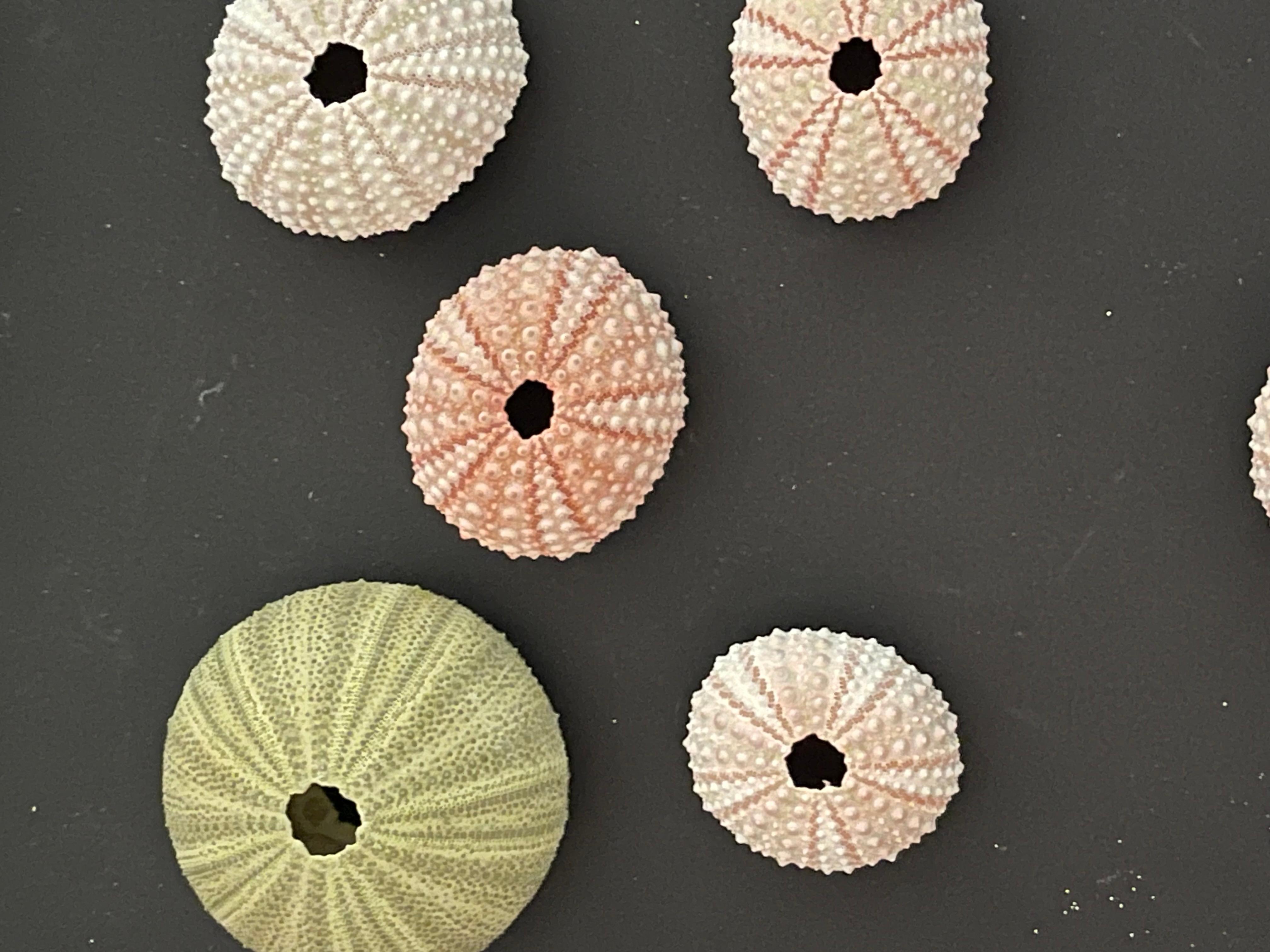 Arte de pared de instalación de conchas de mar con erizos vintage Estadounidense en venta
