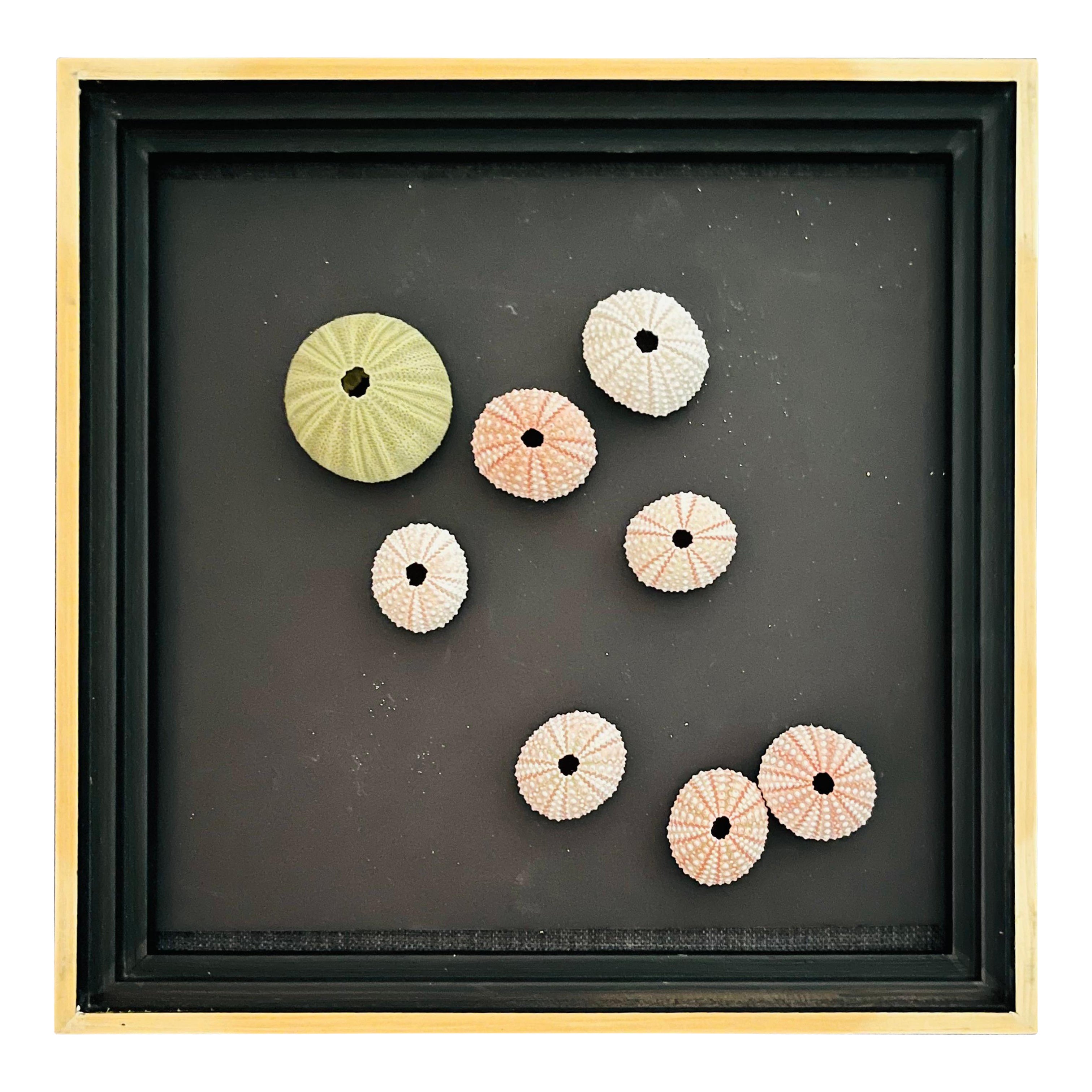 Arte de pared de instalación de conchas de mar con erizos vintage en venta