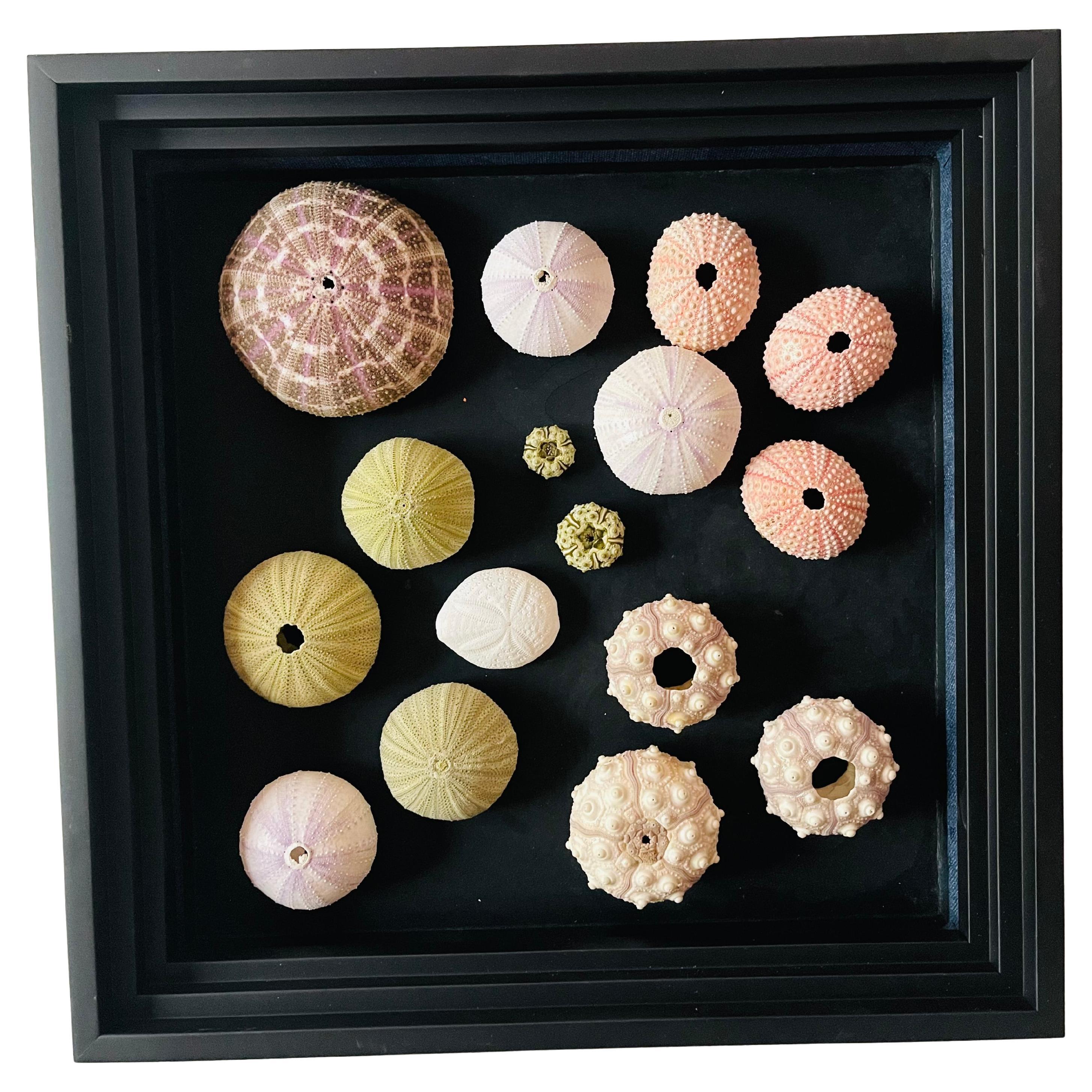 Installazione di conchiglie marine vintage Urchins Wall Art
