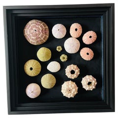 Vintage Urchins Sea Shells Installation Wall Art