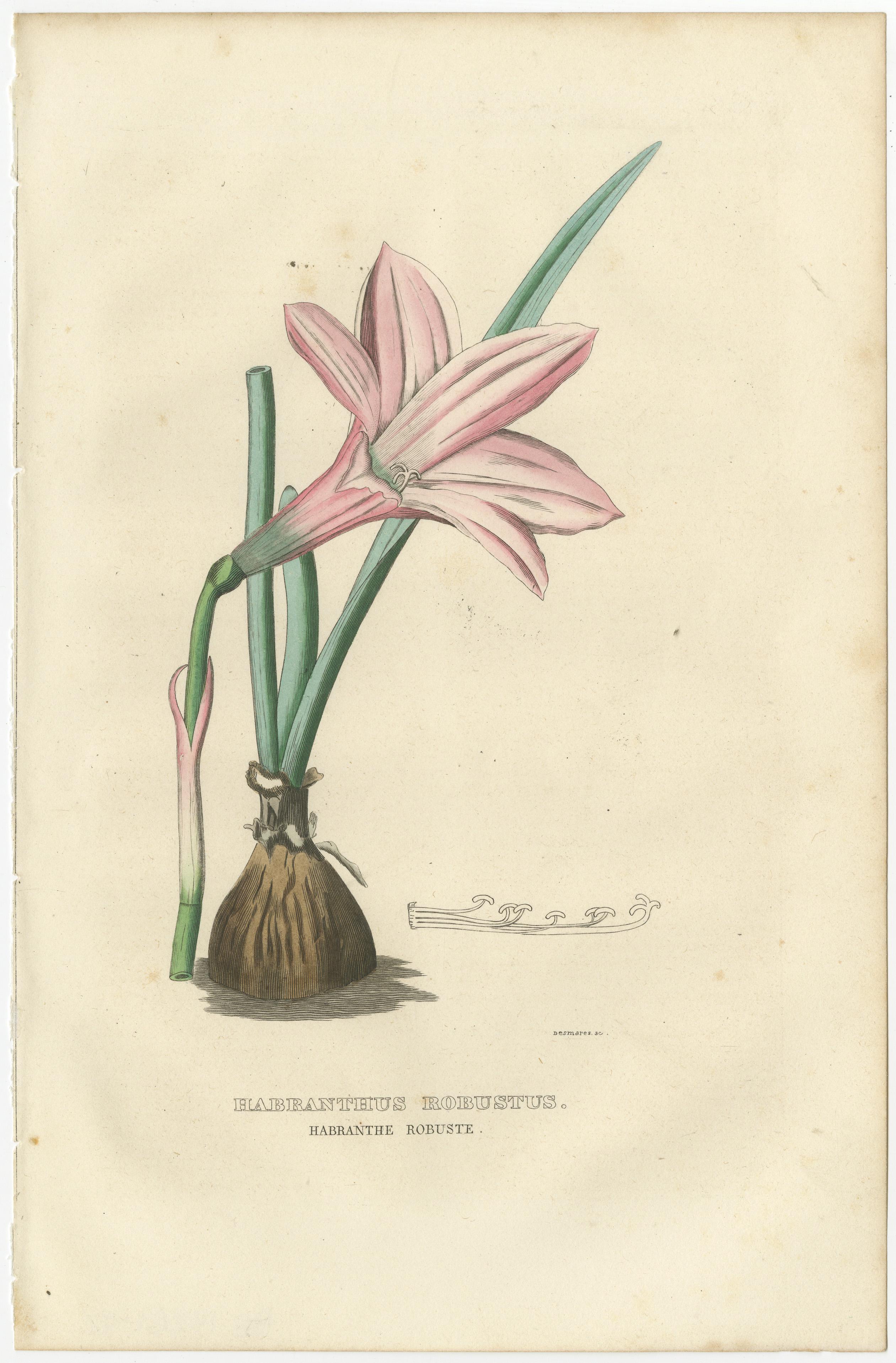These hand-colored engravings are delicate illustrations of select flora from the 'Dictionnaire Classique des Sciences Naturelles' by Pierre Auguste Joseph Drapiez, published in Brussels in 1845. This volume is a significant accumulation of natural