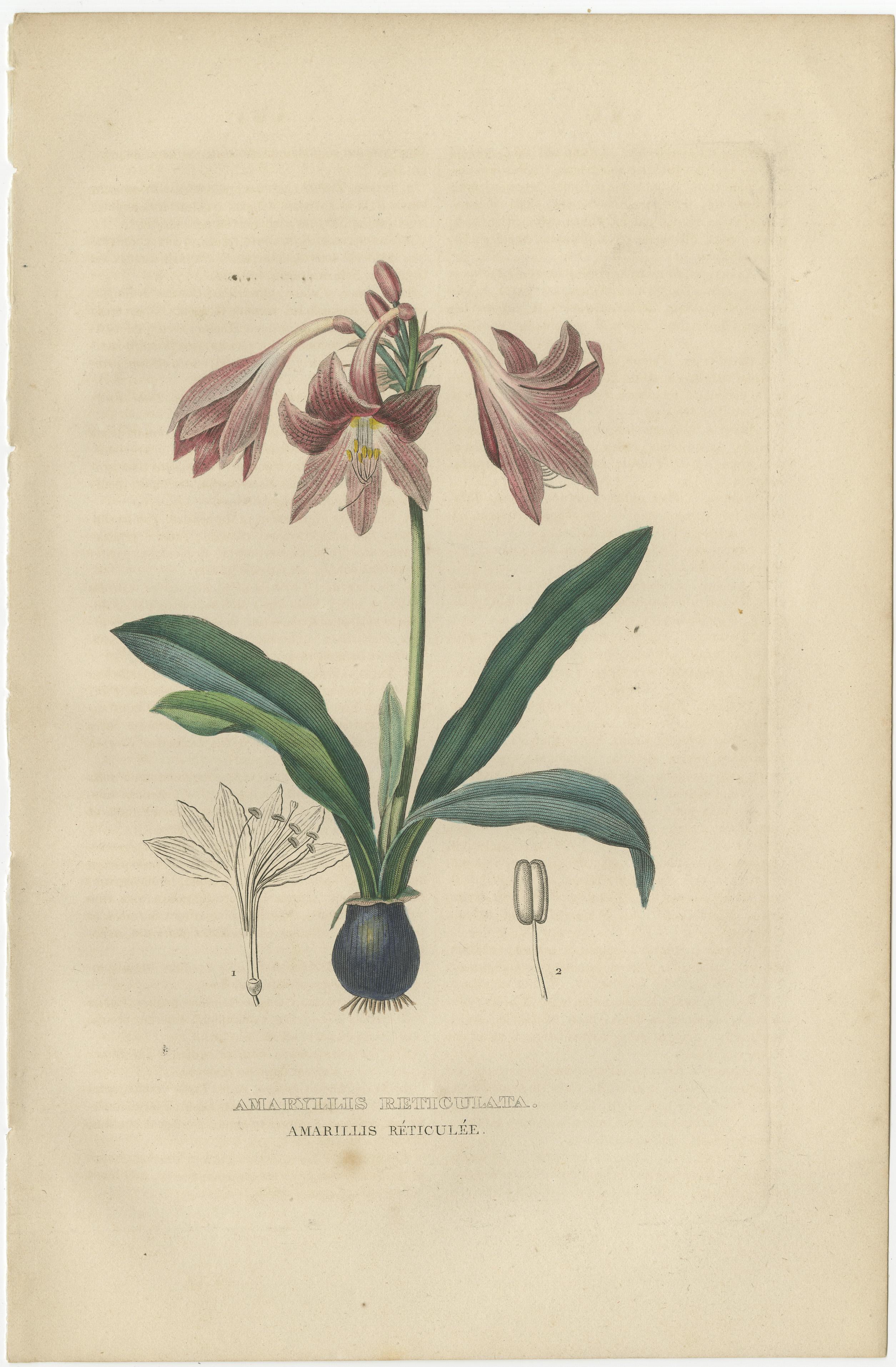 Engraved Vintage Verdure: Original Hand-Colored Engravings of 1845 Flora For Sale