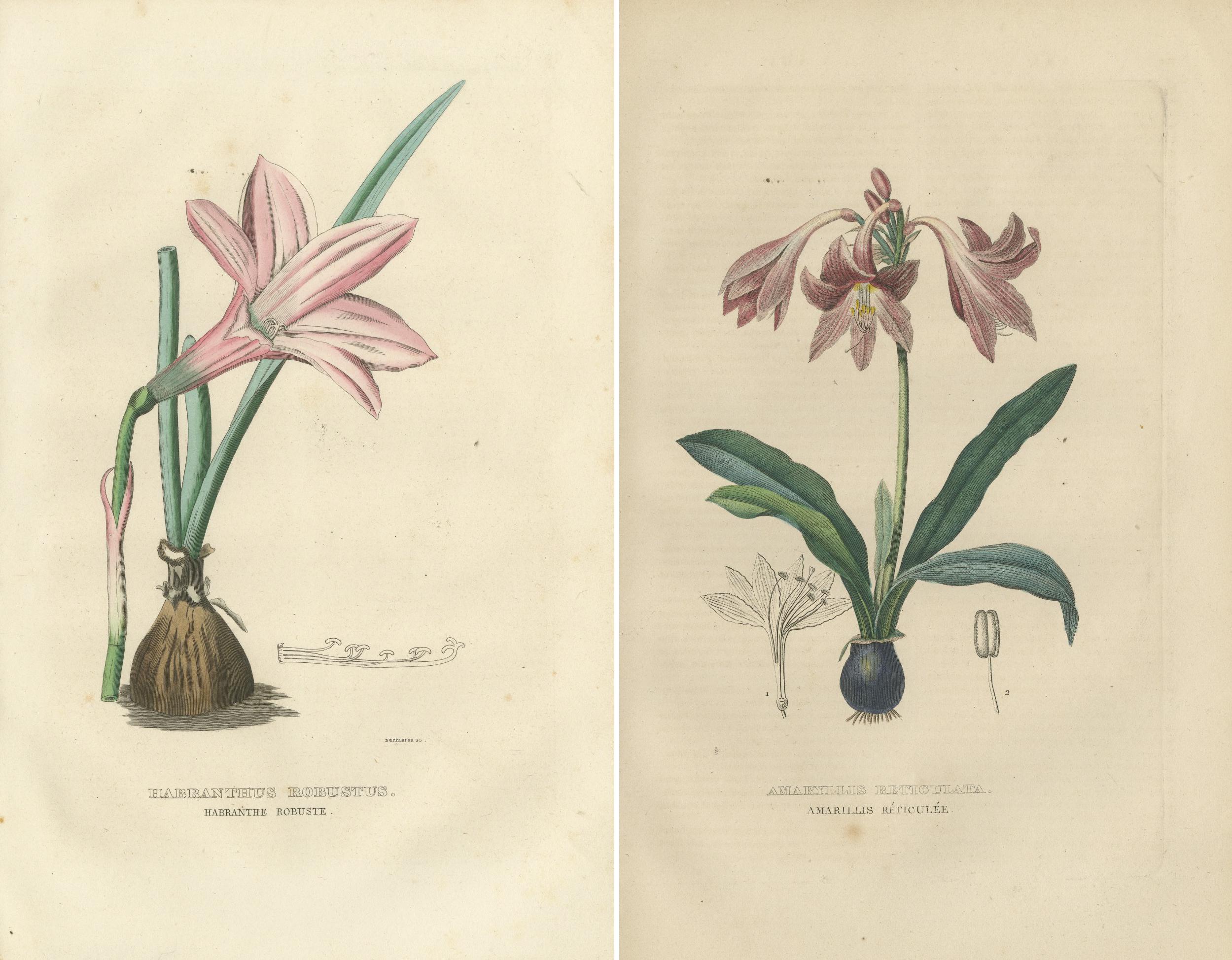 Vintage Verdure: Original Hand-Colored Engravings of 1845 Flora In Good Condition For Sale In Langweer, NL