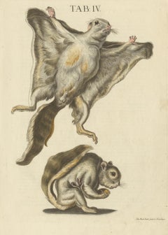 Vintage Vistas: Original Hand-Colored Engravings of The Flying Squirrels, 1762