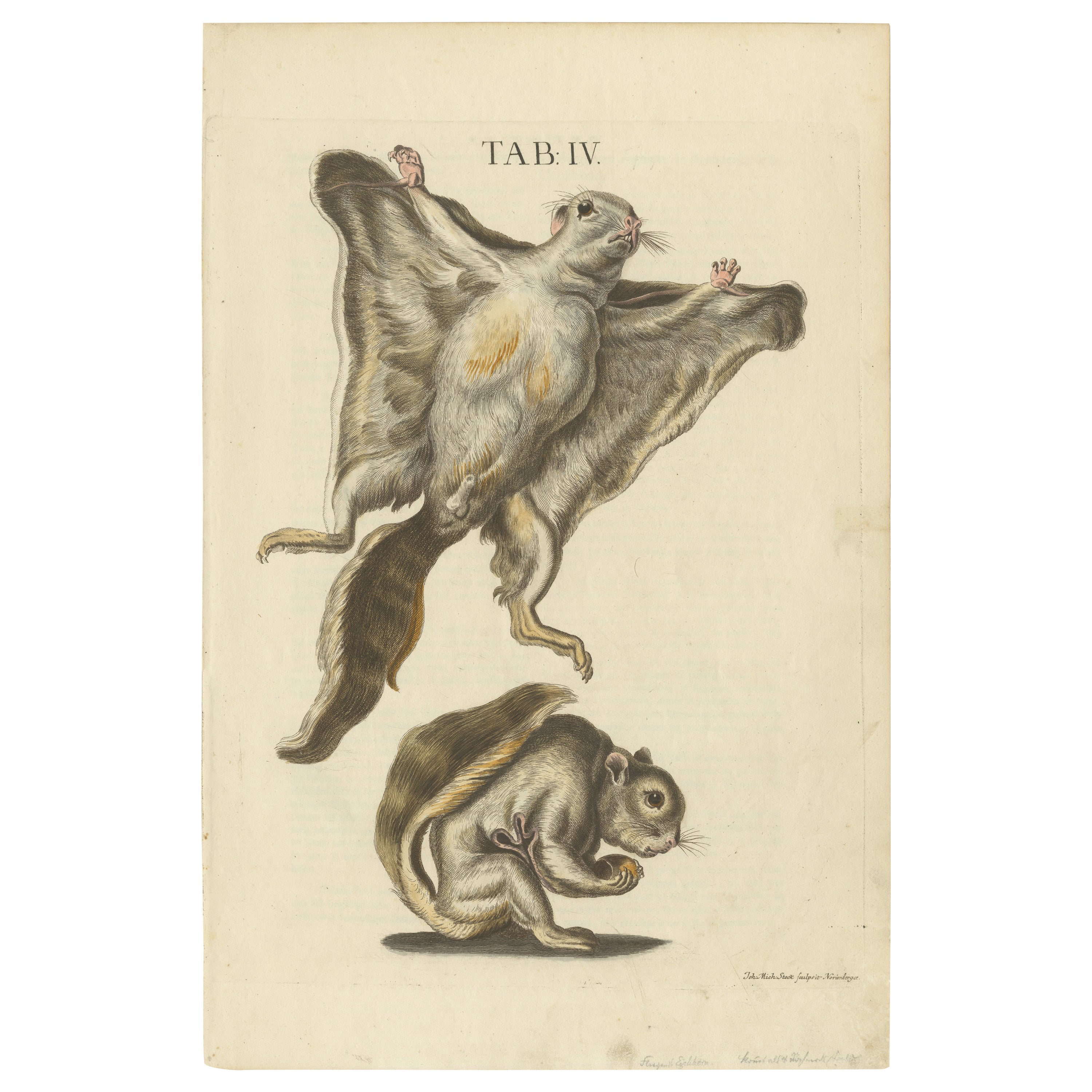 Vintage Vistas: Original Hand-Colored Engravings of The Flying Squirrels of 1762