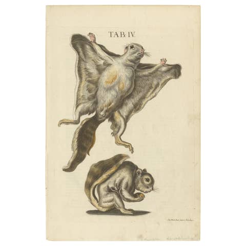 Vintage Vistas: Original Hand-Colored Engravings of The Flying Squirrels, 1762