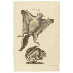 Vintage Vistas: Original Hand-Colored Engravings of The Flying Squirrels of 1762
