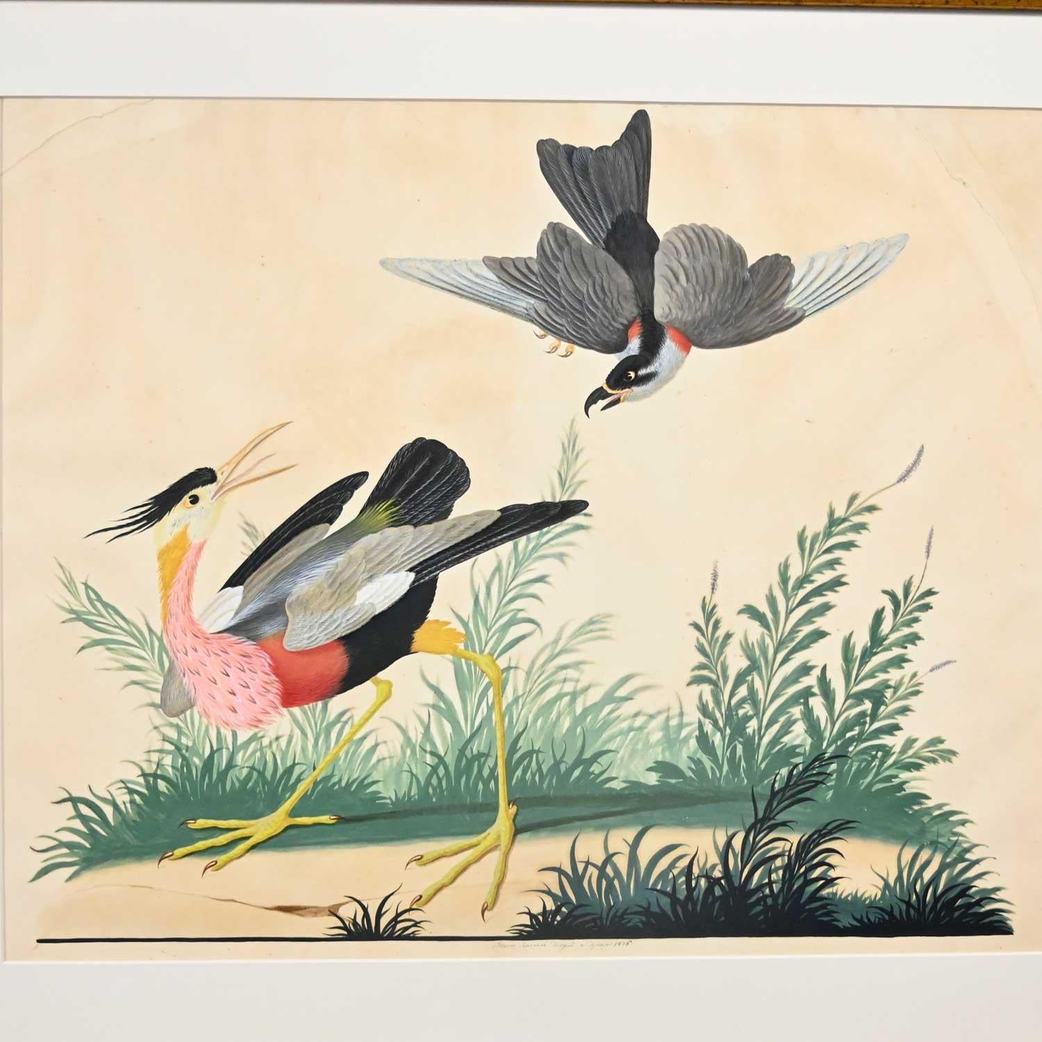 Vintage Vittorio Raineri Authentic Signed Watercolor Painting Exotic Birds, 1836 12
