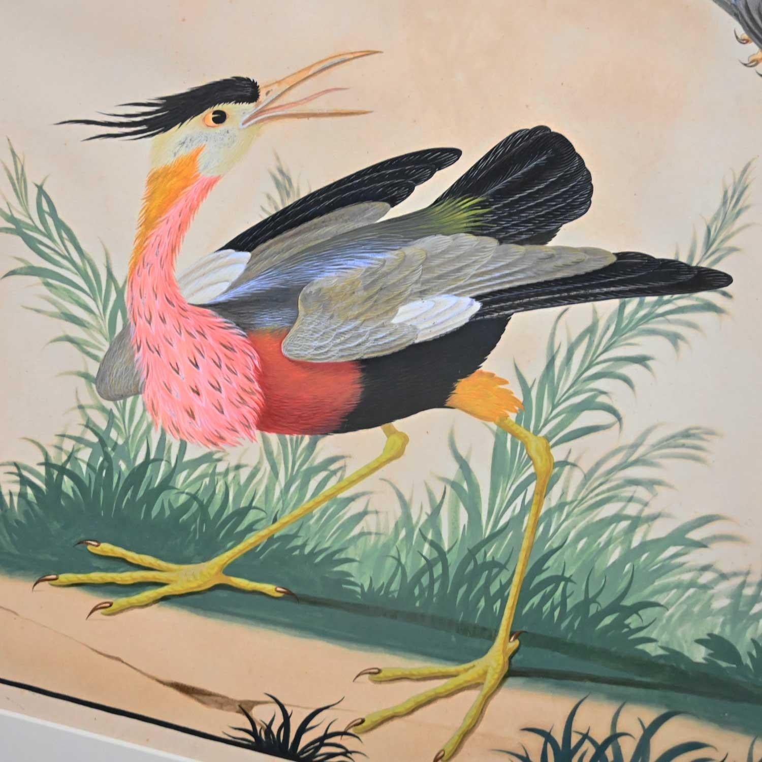 Vintage Vittorio Raineri Authentic Signed Watercolor Painting Exotic Birds, 1836 13
