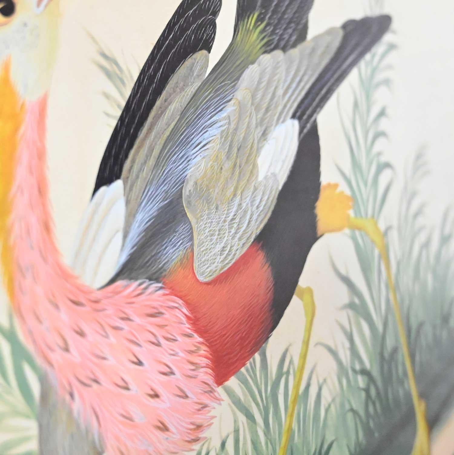Italian Vintage Vittorio Raineri Authentic Signed Watercolor Painting Exotic Birds, 1836
