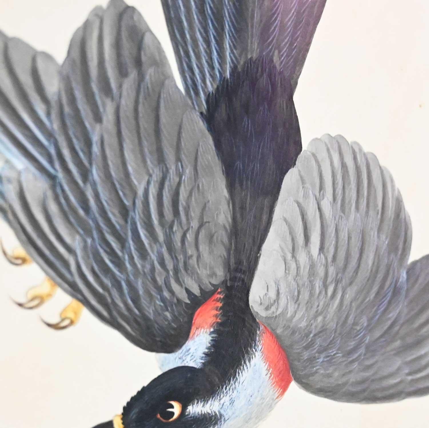 19th Century Vintage Vittorio Raineri Authentic Signed Watercolor Painting Exotic Birds, 1836