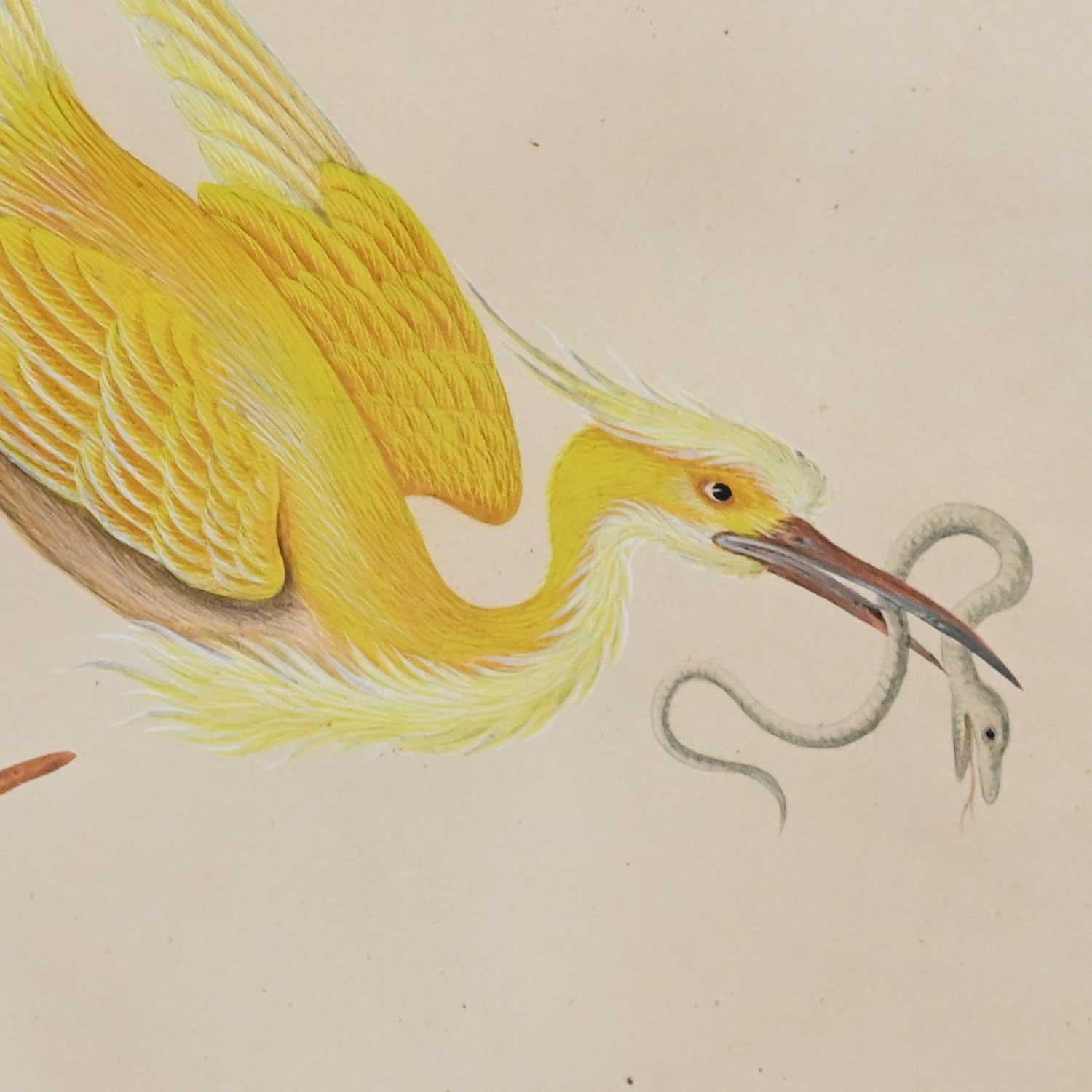 Vintage Vittorio Raineri Watercolor Painting of Pelican & Egret, 1837 5