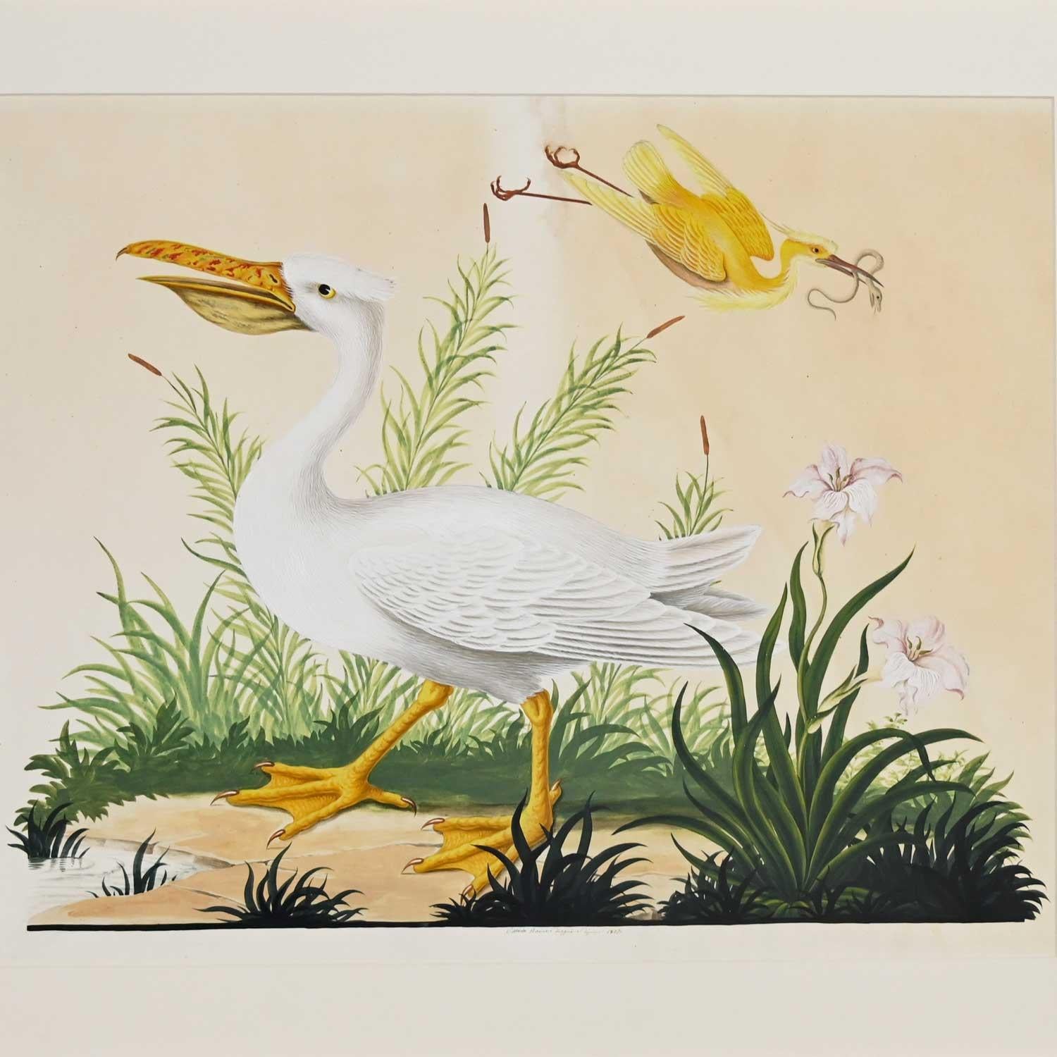Vintage Vittorio Raineri Watercolor Painting of Pelican & Egret, 1837 8