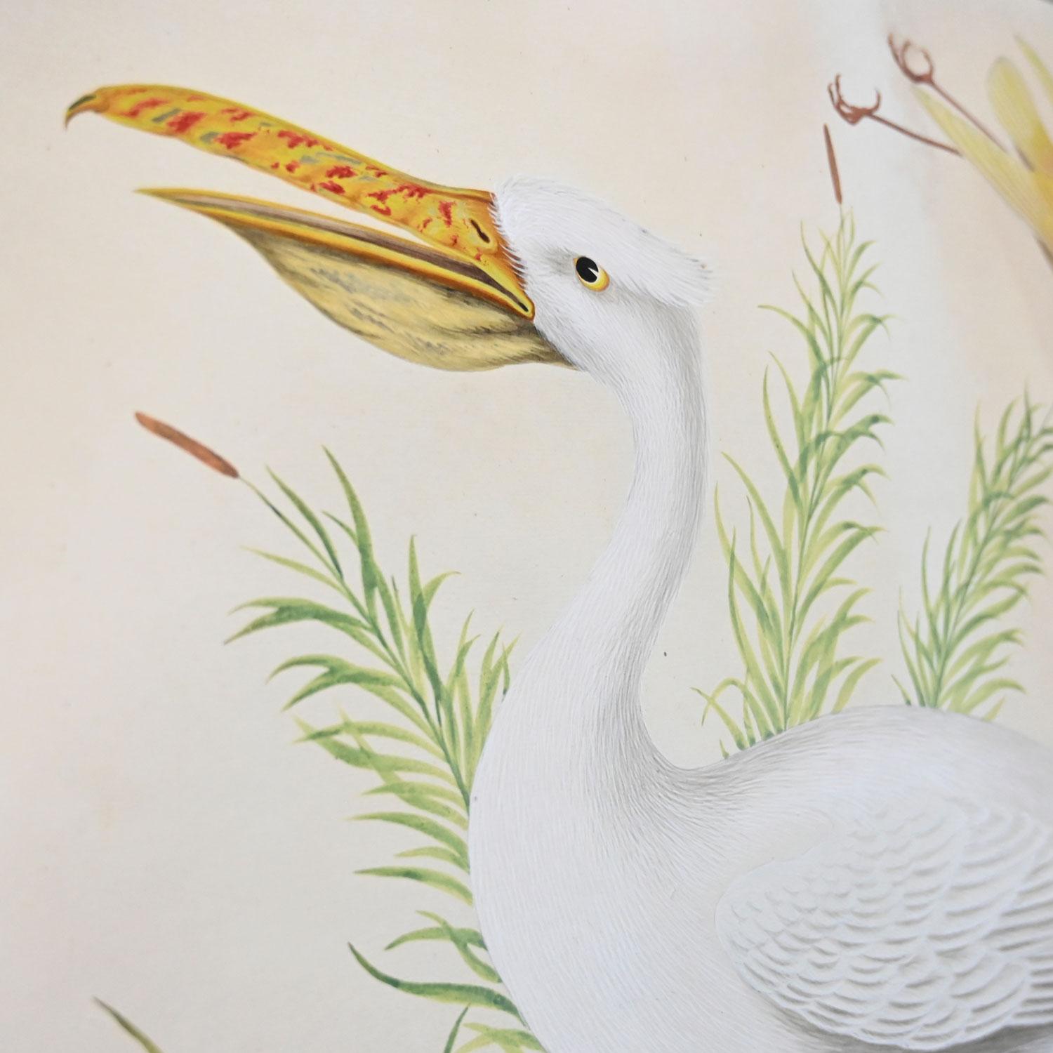 Vintage Vittorio Raineri Watercolor Painting of Pelican & Egret, 1837 2